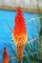 Red Hot Poker plant Royalty Free Stock Photo