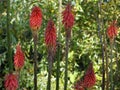 Red Hot Poker Plant Royalty Free Stock Photo