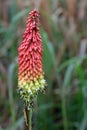 Red hot poker plant