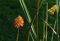 Red Hot Poker plant Royalty Free Stock Photo