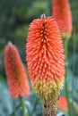 Red Hot Poker (Kniphofia uvaria) is also known as Tritoma, Torch Lily or Red Hot Poker due to the shape and color of its Royalty Free Stock Photo