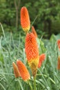 Red Hot Poker (Kniphofia uvaria) is also known as Tritoma, Torch Lily or Red Hot Poker due to the shape and color of its Royalty Free Stock Photo