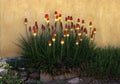 Red Hot Pokers Against an Adobe Wall, Santa Fe, New Mexico Royalty Free Stock Photo
