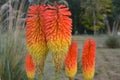 red hot pokers in group