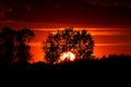 Red-hot sunset behind the trees in the field at dusk in summertime Royalty Free Stock Photo