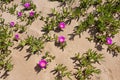 Red Hottentot Figs - Flowers from the desert of lake Korission