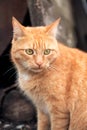 Red house cat ran away from home