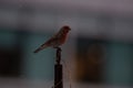 Red house finch perched on iron garden ornament