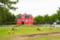 A red house in the sheep farm