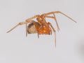 Red House Spider Royalty Free Stock Photo
