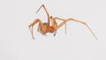 Red House Spider Royalty Free Stock Photo