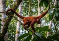 A red howler monkey (Alouatta seniculus) is perched on a mossy tree branch in a dense rainforest Royalty Free Stock Photo