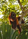 Red Howler Monkey Royalty Free Stock Photo