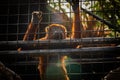 Red howler monkey looking sad and in the distanse caged