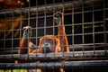 Red howler monkey looking sad with eyes closed against cage