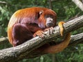 Red Howler monkey Royalty Free Stock Photo