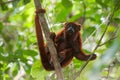 Red Howler Monkey Royalty Free Stock Photo