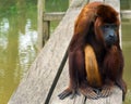 Red Howler Monkey Royalty Free Stock Photo
