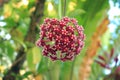 Red hoya flower