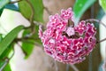 Red Hoya flowers. Hoya parasitica Roxb. Royalty Free Stock Photo