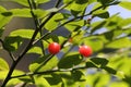 Red Huckleberries - Vaccinium Parvifolium