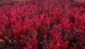 Red Huckleberry Bushes Turning Colors in Fall Royalty Free Stock Photo