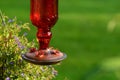 Red Hummingbird feeder with green background Royalty Free Stock Photo