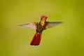 Red hummingbird fight. Red and yellow Ruby-Topaz Hummingbird, Chrysolampis mosquitus, flying with open wings, frontal look with gl