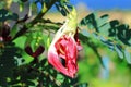 Red hummingbird flower Royalty Free Stock Photo