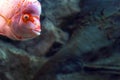 Red hump head fish