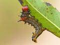 Red Humped Caterpillar On A Leaf Royalty Free Stock Photo