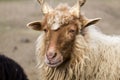 Red Hungarian Racka Sheep with helical helical horns