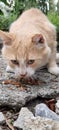 Hungry homeless cat eating outdoors Royalty Free Stock Photo