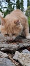 Hungry homeless cat eating outdoors Royalty Free Stock Photo