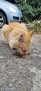 Hungry homeless cat eating outdoors Royalty Free Stock Photo