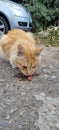 Hungry homeless cat eating outdoors Royalty Free Stock Photo