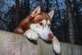 Red Husky Dog looking over fence. Dog peering over wooden fence, bottom view. Royalty Free Stock Photo