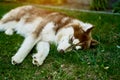 Red husky lies in the grass resting