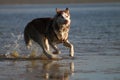 Red husky runs along the lake