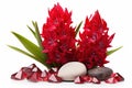 red hyazinth, jacinth ruby, garnet, hyacinth cutout, png file of isolated cutout precious stone with shadow on transparent