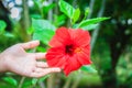 Red hybrid Hibiscus Rosa-Sinensis flower, also known as Chinese hibiscus, China rose, Hawaiian hibiscus and shoeblackplant. Beauti Royalty Free Stock Photo