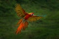 Red hybrid parrot in forest. Macaw parrot flying in dark green vegetation. Rare form Ara macao x Ara ambigua, in tropical forest, Royalty Free Stock Photo