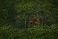 Red hybrid parrot in forest. Macaw parrot flying in dark green vegetation. Rare form Ara macao x Ara ambigua, in tropical forest, Royalty Free Stock Photo