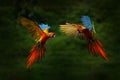 Red hybrid parrot in forest. Macaw parrot flying in dark green vegetation. Rare form Ara macao x Ara ambigua, in tropical forest, Royalty Free Stock Photo