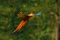 Red hybrid parrot in forest. Macaw parrot flying in dark green vegetation. Rare form Ara macao x Ara ambigua, in tropical forest, Royalty Free Stock Photo