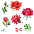 Red hybrid rose. Floral botanical flower. Wild spring leaf wildflower isolated. Royalty Free Stock Photo