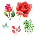 Red hybrid rose. Floral botanical flower. Wild spring leaf wildflower isolated. Royalty Free Stock Photo