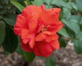 Red hybrid tea rose bloom at the rose garden of the Dallas Arboretum in Texas. Royalty Free Stock Photo