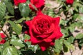 Red hybrid tea rose flower