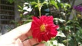 The red hybrids hibiscus rosa-sinenis flower